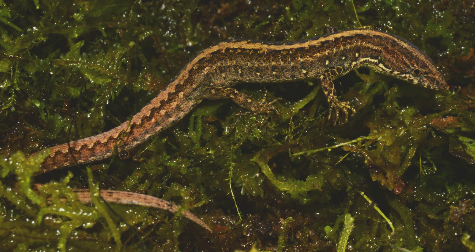 Nueva Especie De Lagartija End Mica En La Cordillera Del C Ndor Y Su